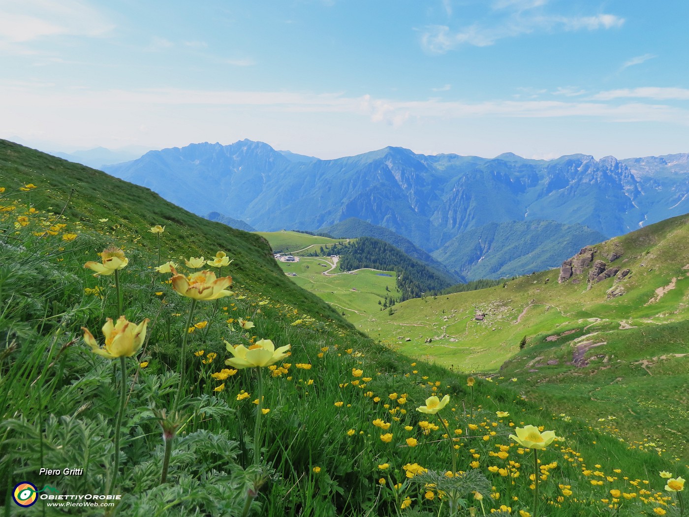 35 Distese di Pulsatilla alpina sulphurea (Anemone sulfureo).JPG